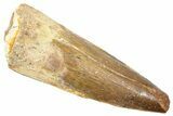 Fossil Spinosaurus Tooth - Real Dinosaur Tooth #361290-1
